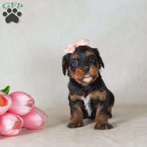 Gail, Bernedoodle-Munchkin Puppy